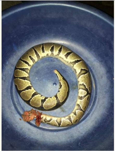 so-dangerous-see-the-african-ball-python-killed-at-a-man-s-house